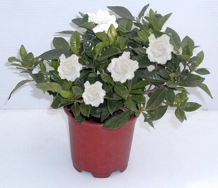 Gardenia jasminoides