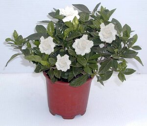 Gardenia jasminoides