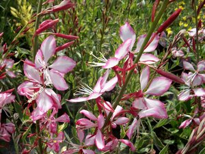 Gaura Freefolk Rosy