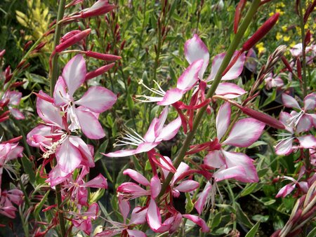 Gaura Freefolk Rosy