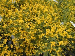 Genista Lydia