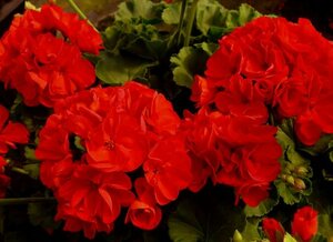 Geranium 9cm Pot Tray of 15 - image 3