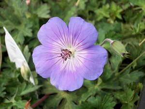 Geranium Rozanne