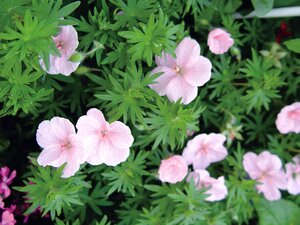 Geranium san. Vision pink