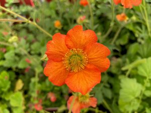 Geum Mrs Bradshaw