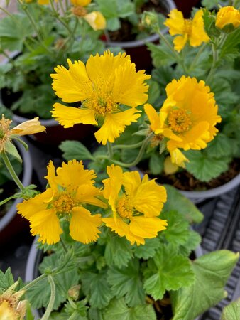 Geum Tosai Yellow