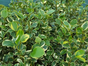 Griselinia lit. Variegata