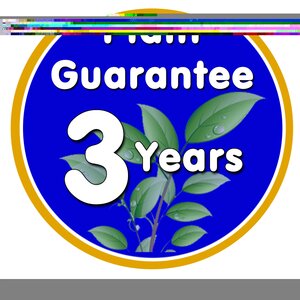 Griselinia Lit. Variegata