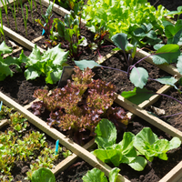 Grow Your Own