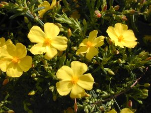 Halimium libanotis