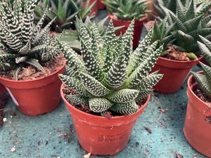 Haworthia 