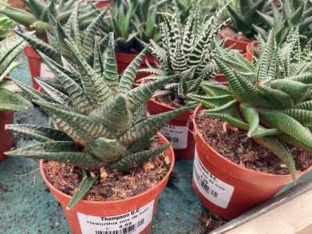 Haworthia - image 2