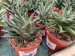 Haworthia - image 2