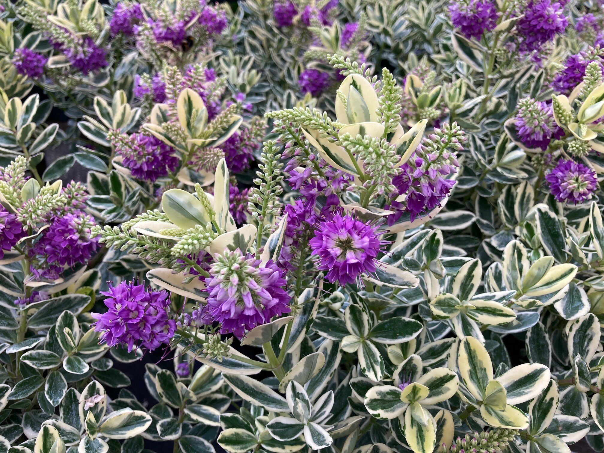 Hebe franciscana Variegata - Thompsons Plants & Garden Centres