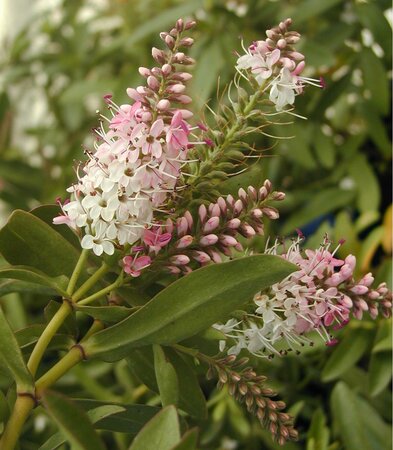 Hebe Nicolas Blush - image 1