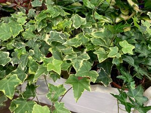Hedera Helix