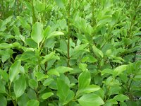 Hedging Plants