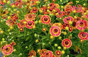 Helenium Fuego