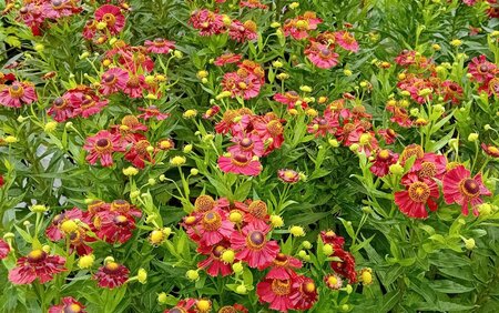 Helenium Potter's Wheel - image 2