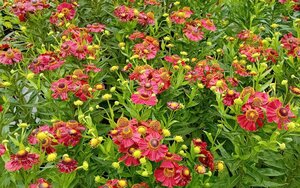 Helenium Potter's Wheel - image 2