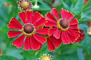 Helenium Potter's Wheel