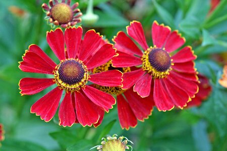 Helenium Potter's Wheel - image 1