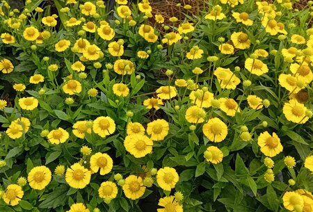 Helenium Sombrero