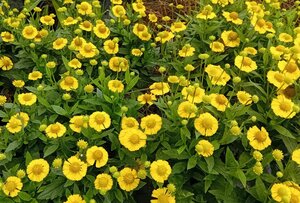 Helenium Sombrero