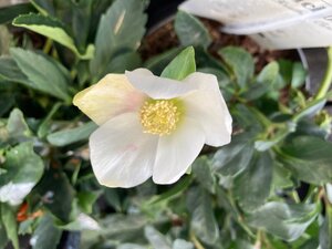 Helleborus nig Christmas Carol