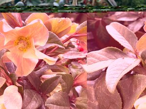 Helleborus orientalis