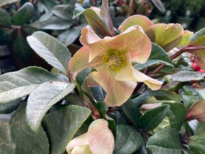 Helleborus orientalis
