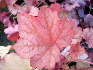 Heuchera Berry Smoothie