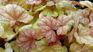 Heuchera Champagne - image 1
