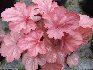 Heuchera Cherry Cola
