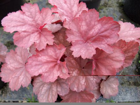Heuchera Cherry Cola - image 1