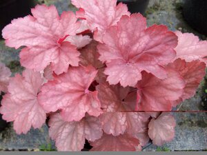Heuchera Cherry Cola - image 1