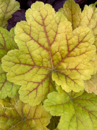 Heuchera Electra - image 2