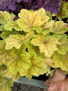 Heuchera Electra - image 3