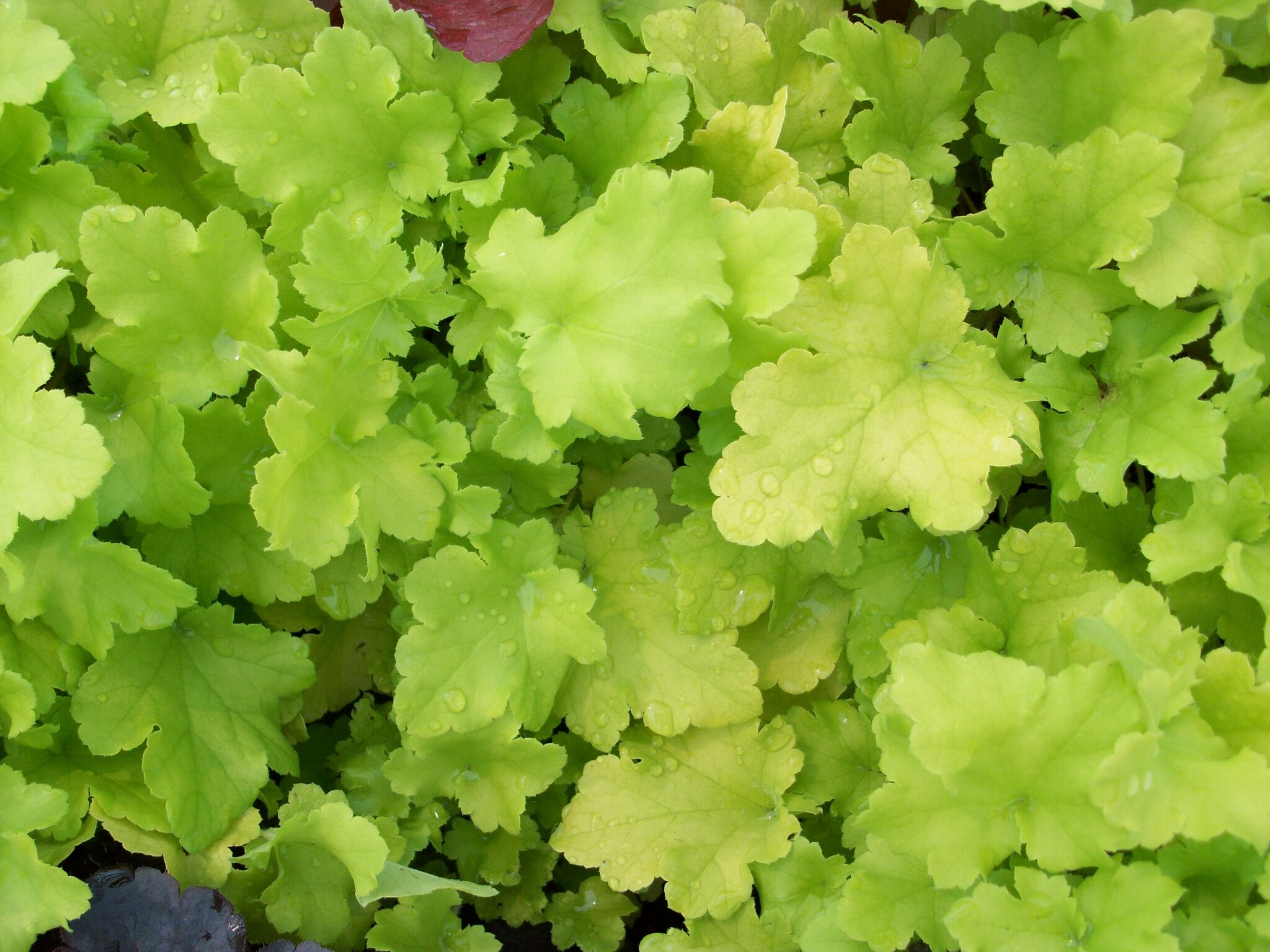 Heuchera Lime Marmalade Thompsons Plants & Garden Centres