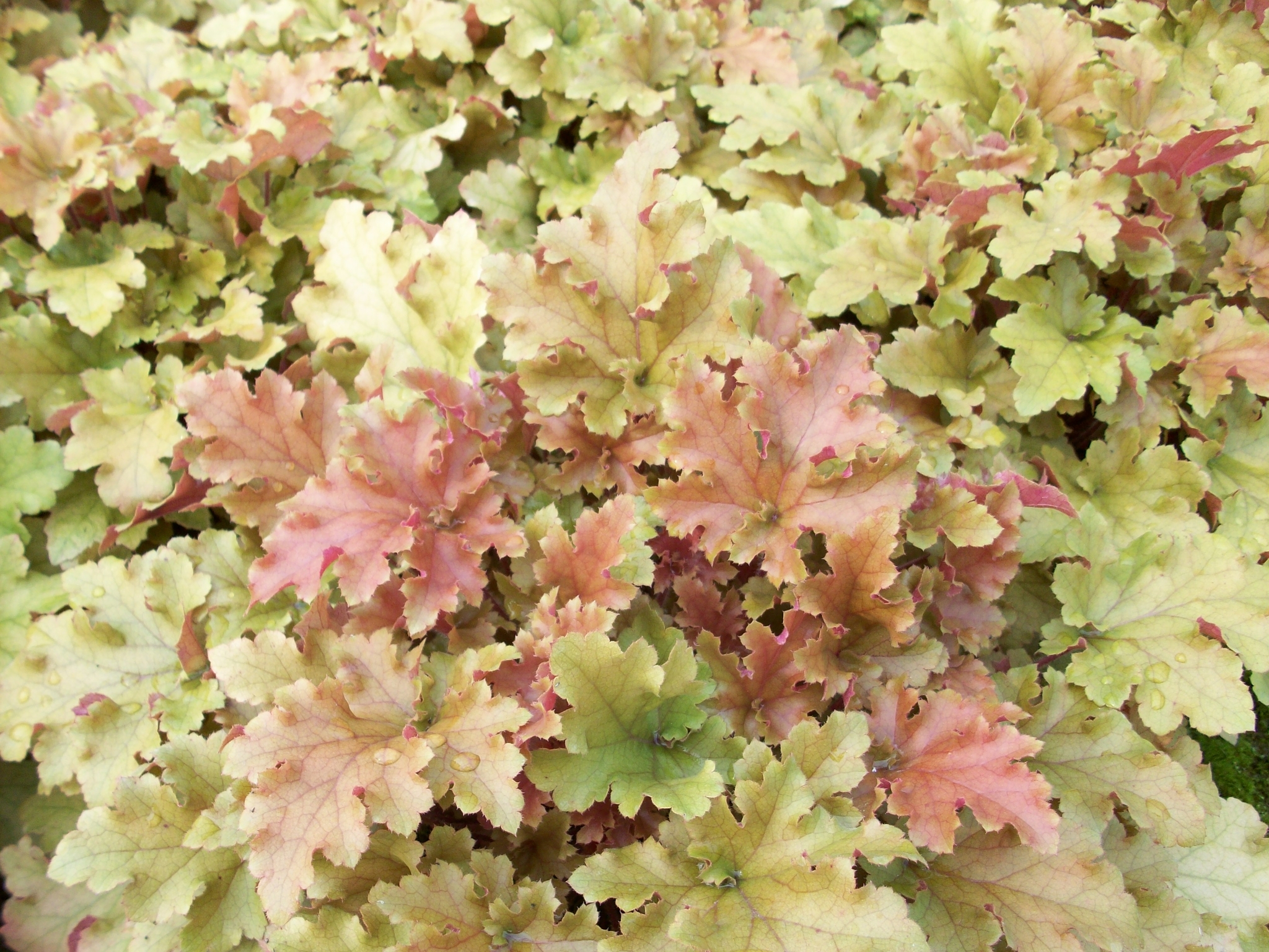 Heuchera Marmalade Thompsons Plants & Garden Centres