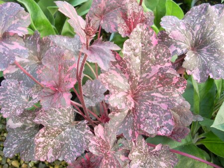 Heuchera Midnight Rose - image 1