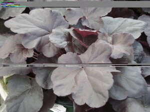 Heuchera Obsidian