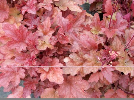 Heuchera Peach Flambe - image 1