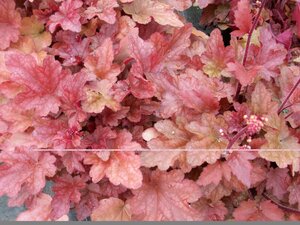 Heuchera Peach Flambe - image 1