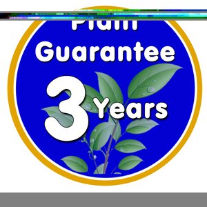 Heuchera Peach Flambe - image 2