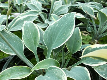 Hosta First frost - image 1
