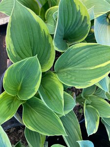 Hosta Fortunei Aureo-marginata