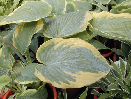 Hosta Frances Williams - image 1