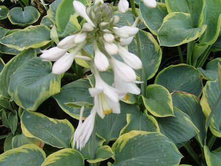 Hosta Frances Williams - image 2