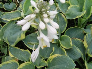 Hosta Frances Williams - image 2